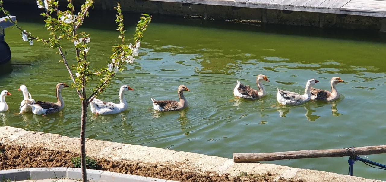 Apartmani Bojeresku Negotin Kültér fotó